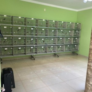 Criatório Revelação
